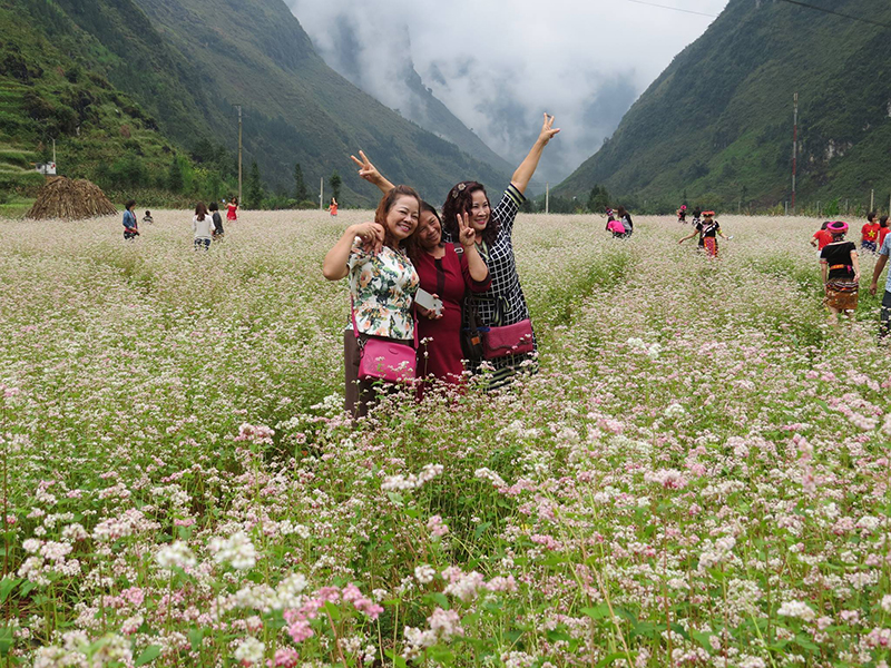 Hà Giang, mùa hoa tam giác mạch